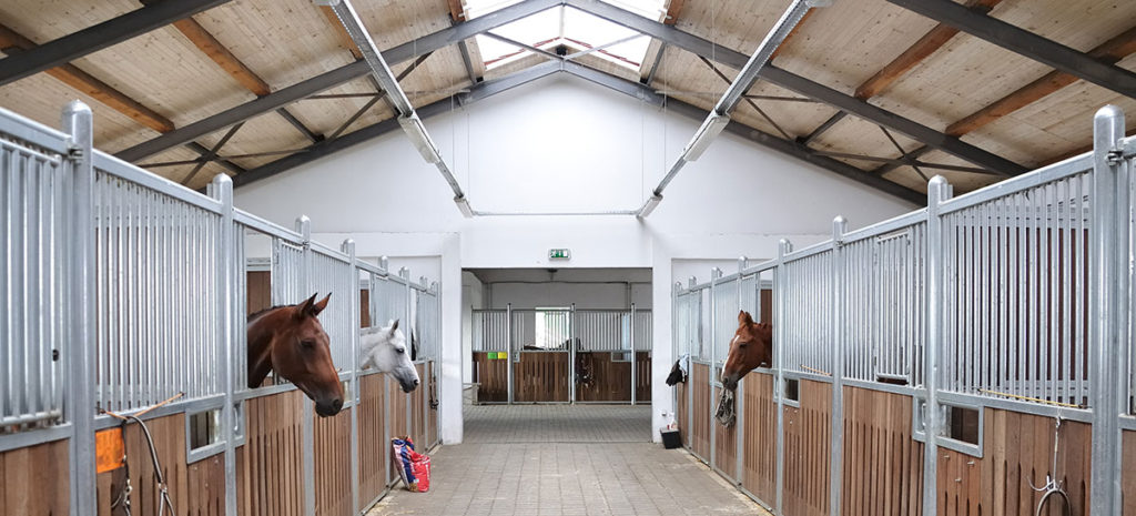 horsefeature