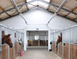 horsefeature