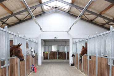horsefeature